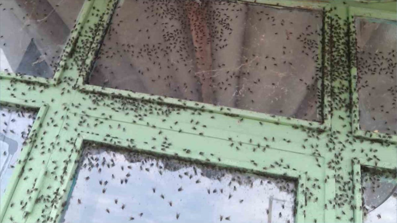 Gönen’de Kara Sinek İstilası Köylüleri Çileden Çıkardı