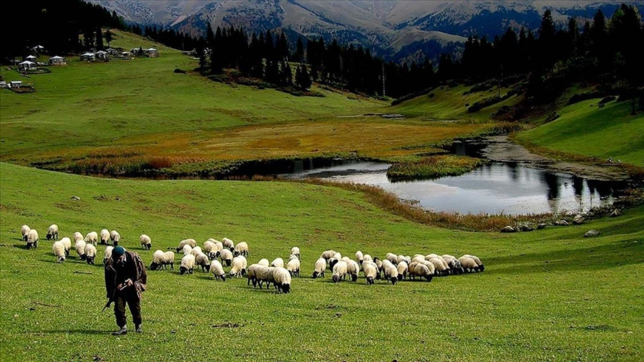 Hayvancılık Desteklemeleri Tebliğinde Değişiklik Yapıldı