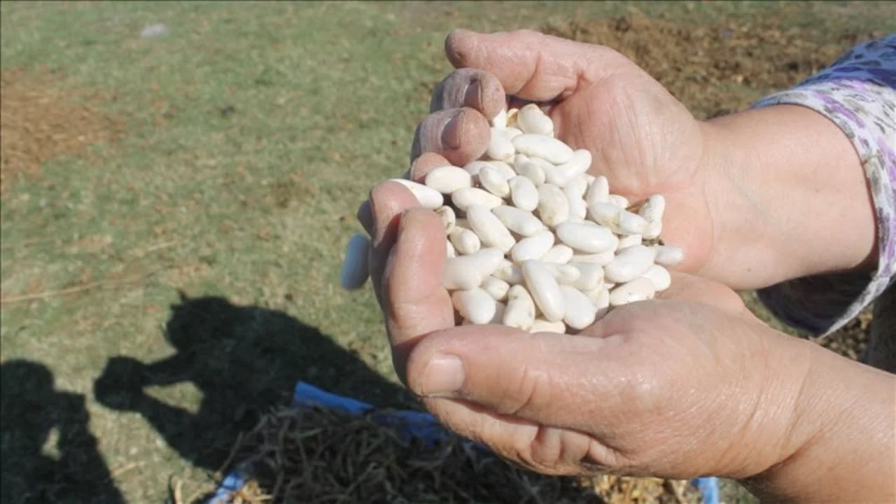 Manyas'ta 1. Kazak Fasulyesi Hasat Festivali Düzenleniyor