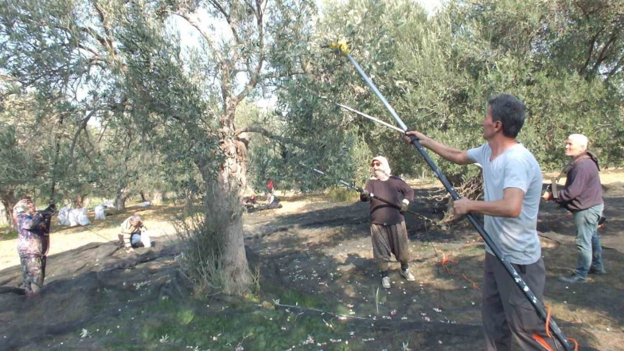 Balıkesir'de bu yöntemle verim artıyor, ağaç zarar görmüyor!