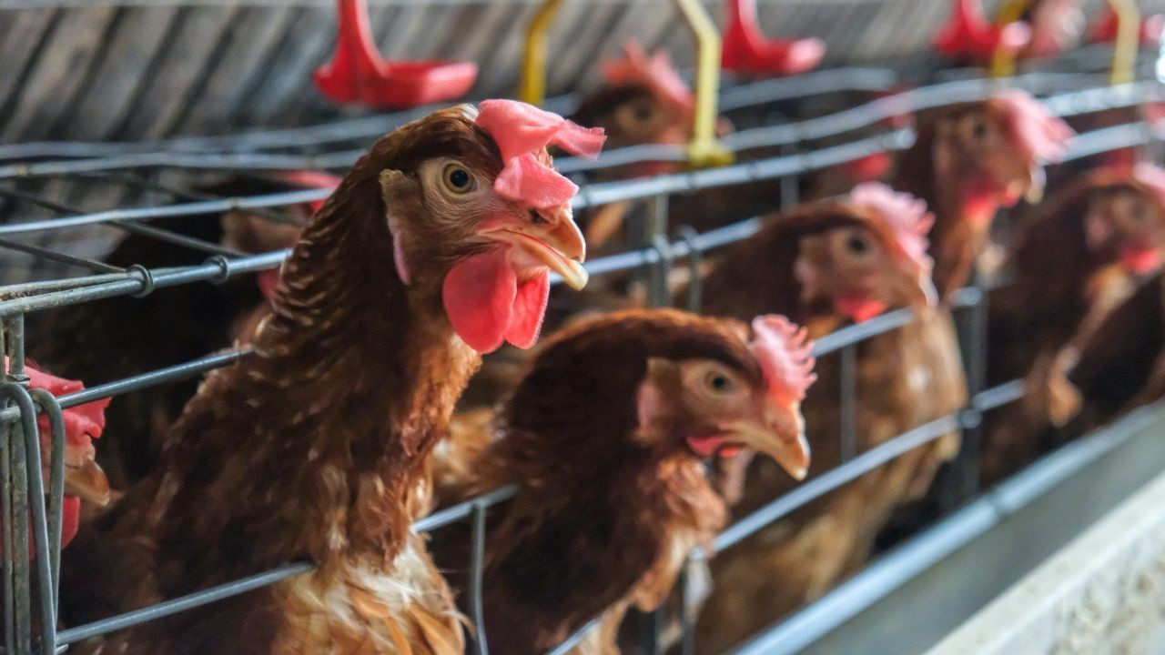 Tavuk Eti Üretimi Yükseldi