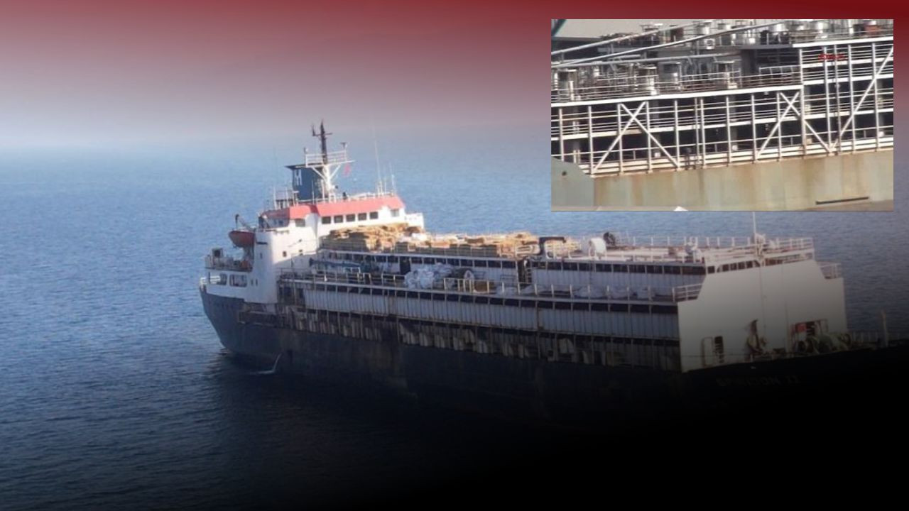 Bandırma'da Doğum Yapan Düveler, Çürüyen Cesetler ve Uzmanların Ölümcül Risk Uyarıları