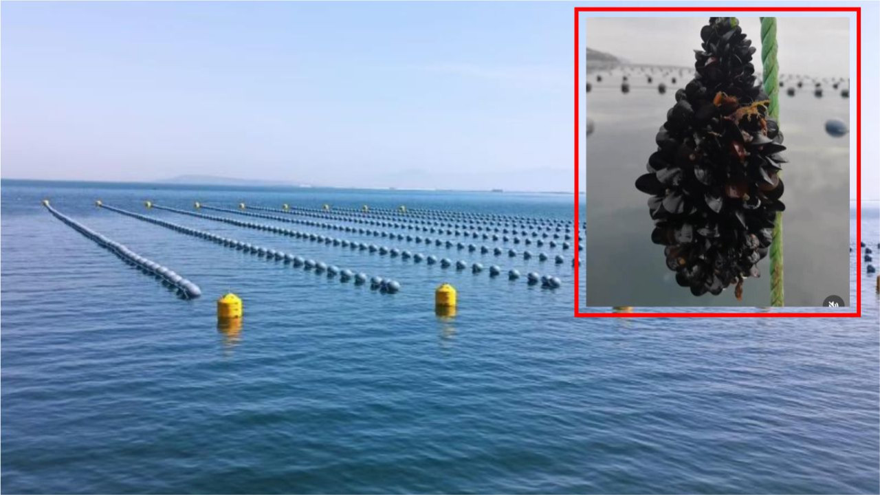 Balıkesir’de Midye Alarmı: “Binlerce Ton Kaçak Tüketiliyor!”