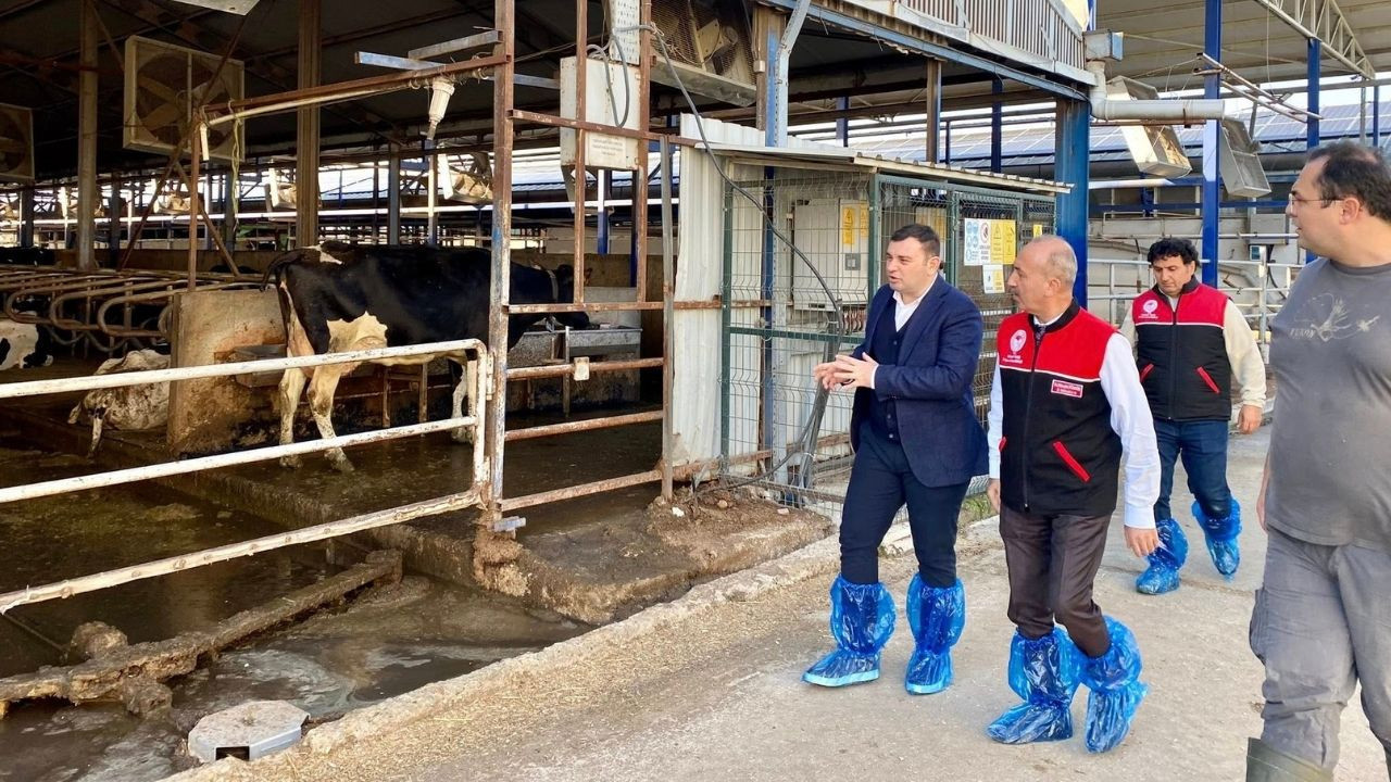 Balıkesir’de Şap Aşılaması Başladı