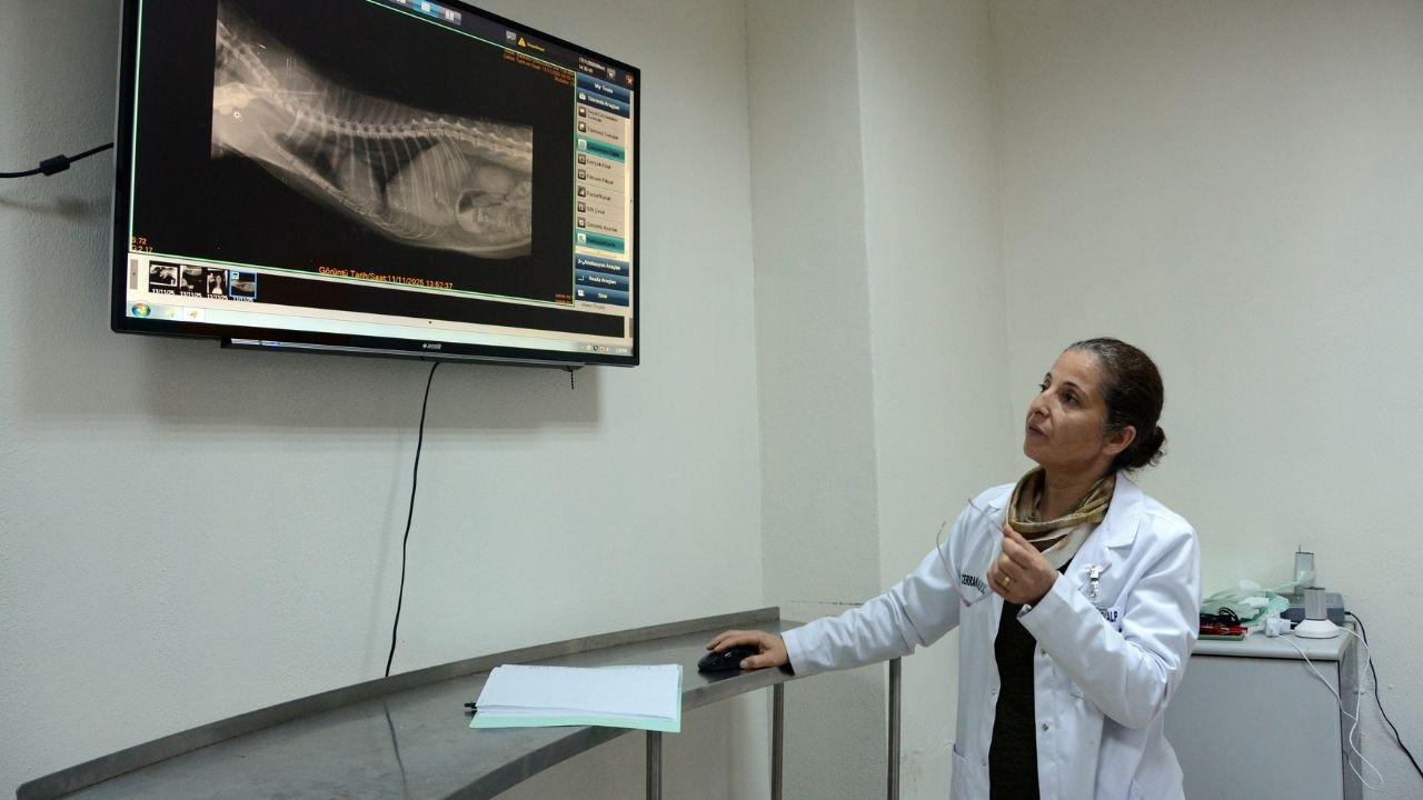 Dünya Çapında Nadir! BAÜN’ün Tekniği Kediyi Kurtardı