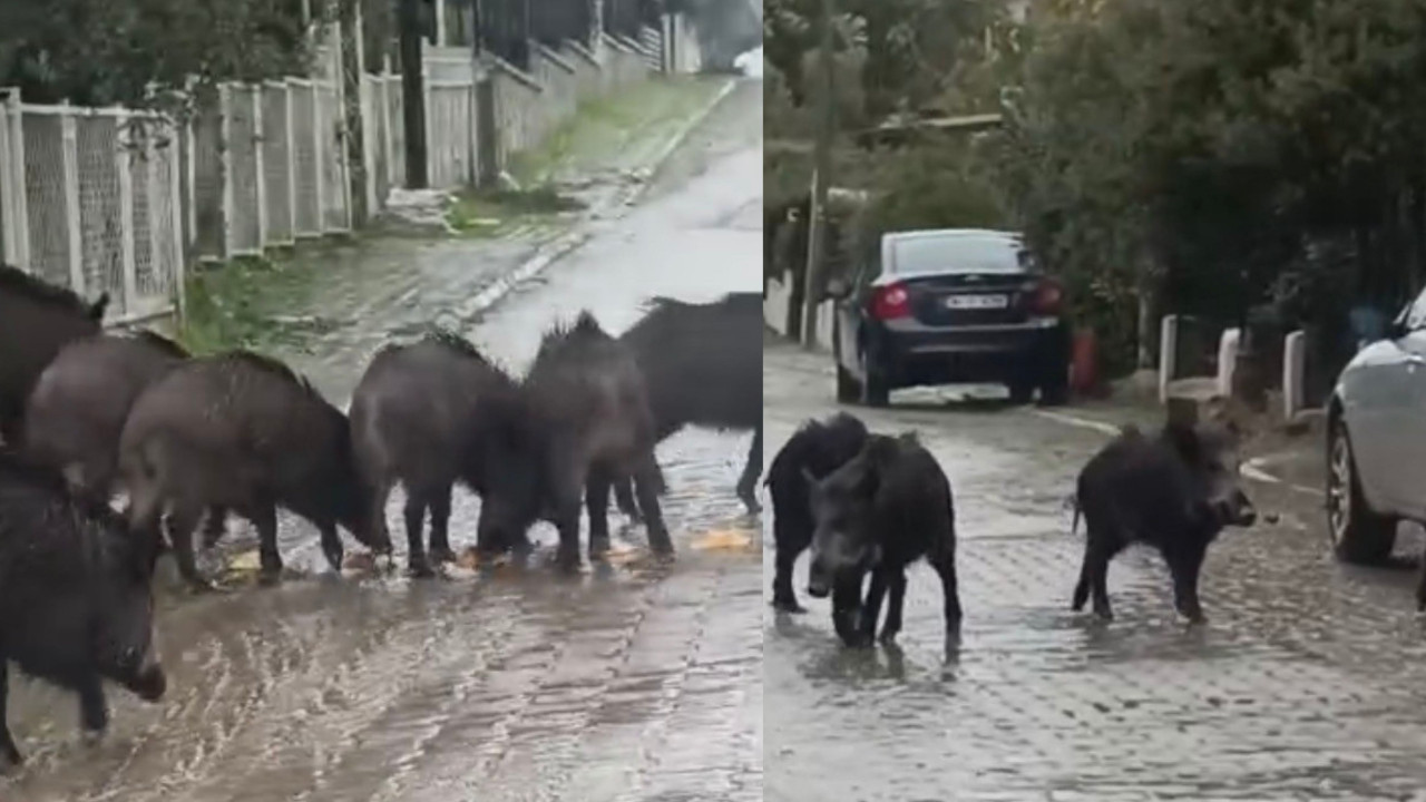 Ayvalık’ta yağmurlu havada aç kalan domuzlar şehir merkezine indi!