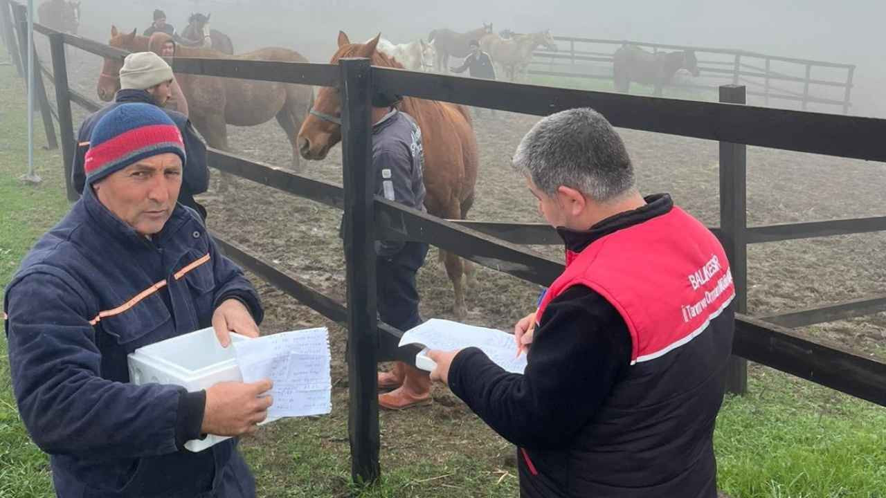 Balıkesir’de Safkan Atlar Taramadan Geçiyor