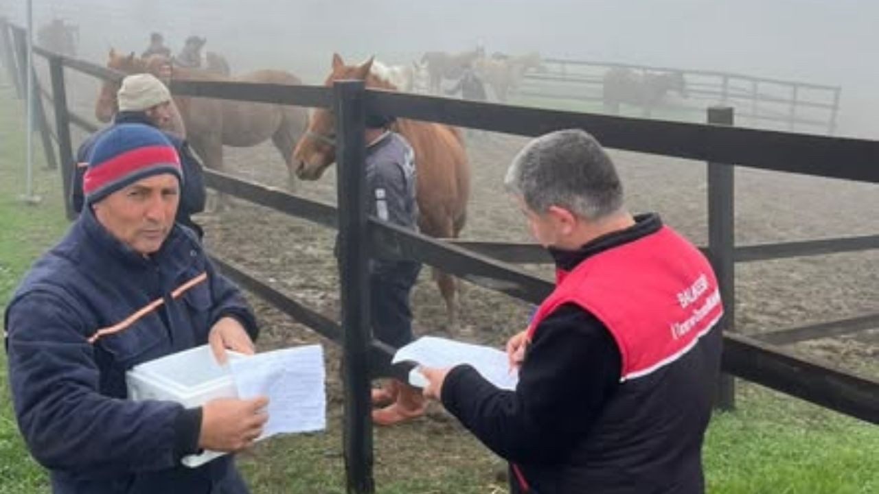 Balıkesir'de safkan atlara sağlık taraması ve aşılama yapılıyor