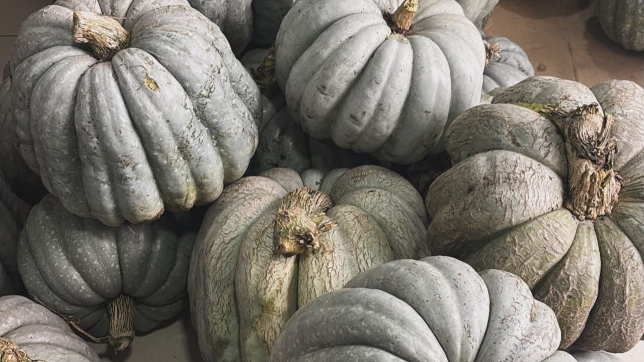 Balya Ziraat Odası’ndan Rekor Kabak Hasadı: 36 Kilo ile Yeni Yıla Bereketli Giriş