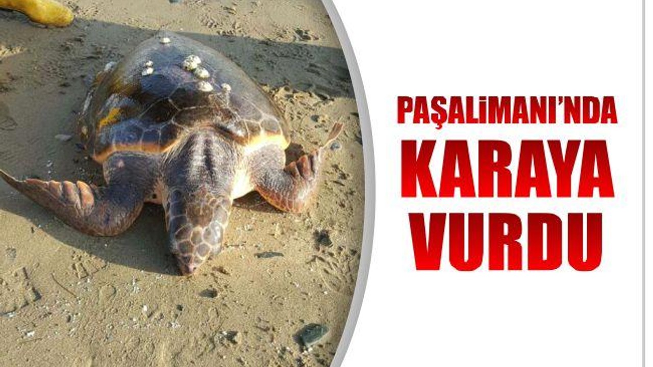 Paşalimanı'nda Karaya Vurdu