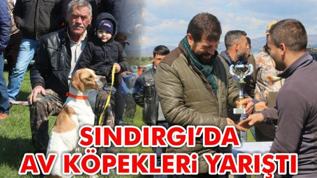Sındırgı'da av köpekleri yarıştı