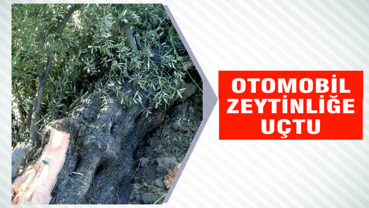 OTOMOBİL ZEYTİNLİĞE UÇTU
