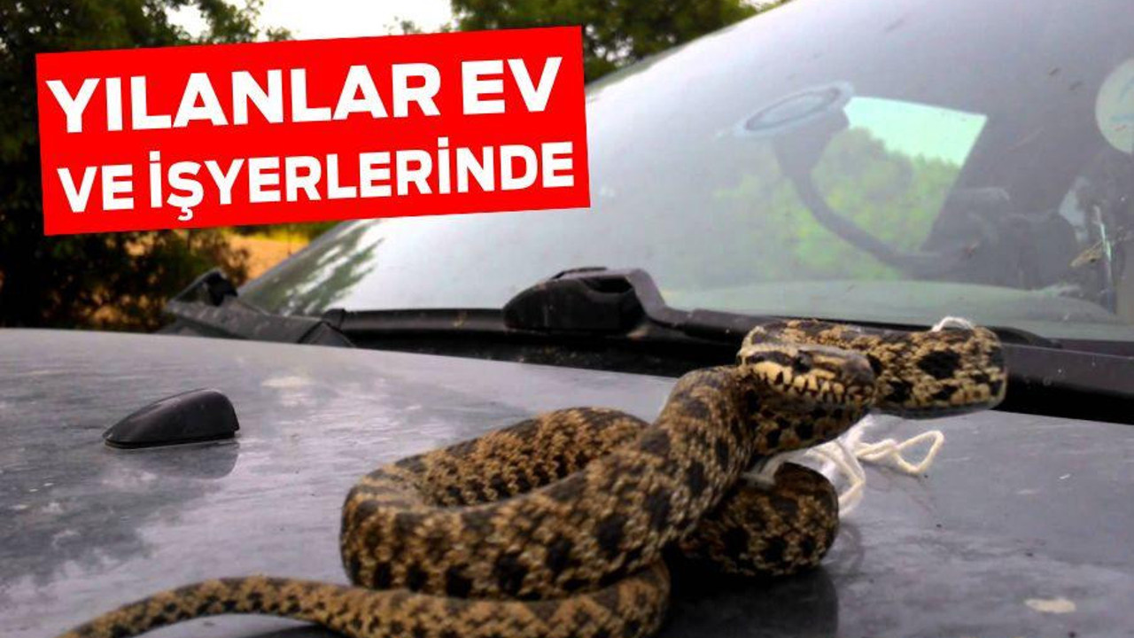 YILANLAR EV VE İŞYERLERİNDE