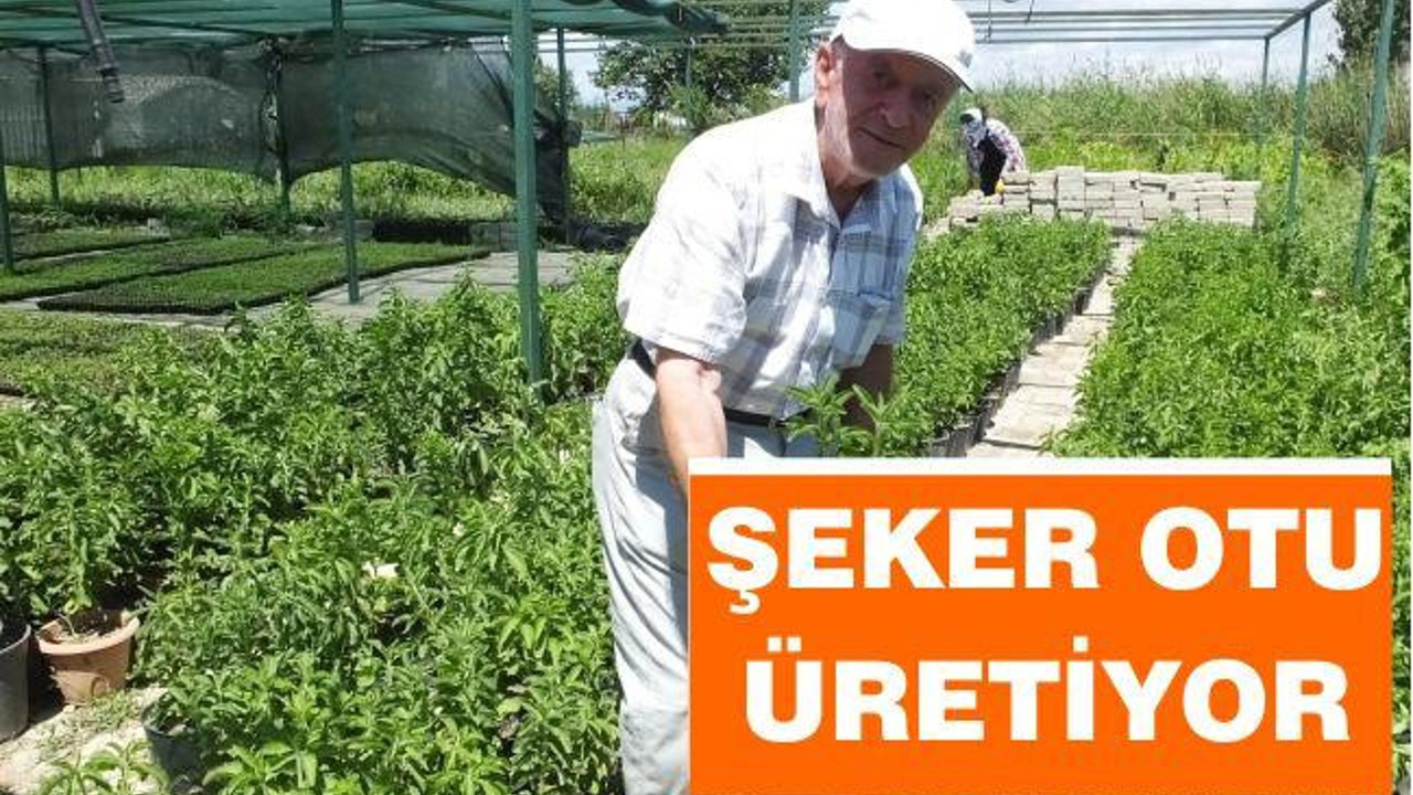 ŞEKER OTU ÜRETİYOR