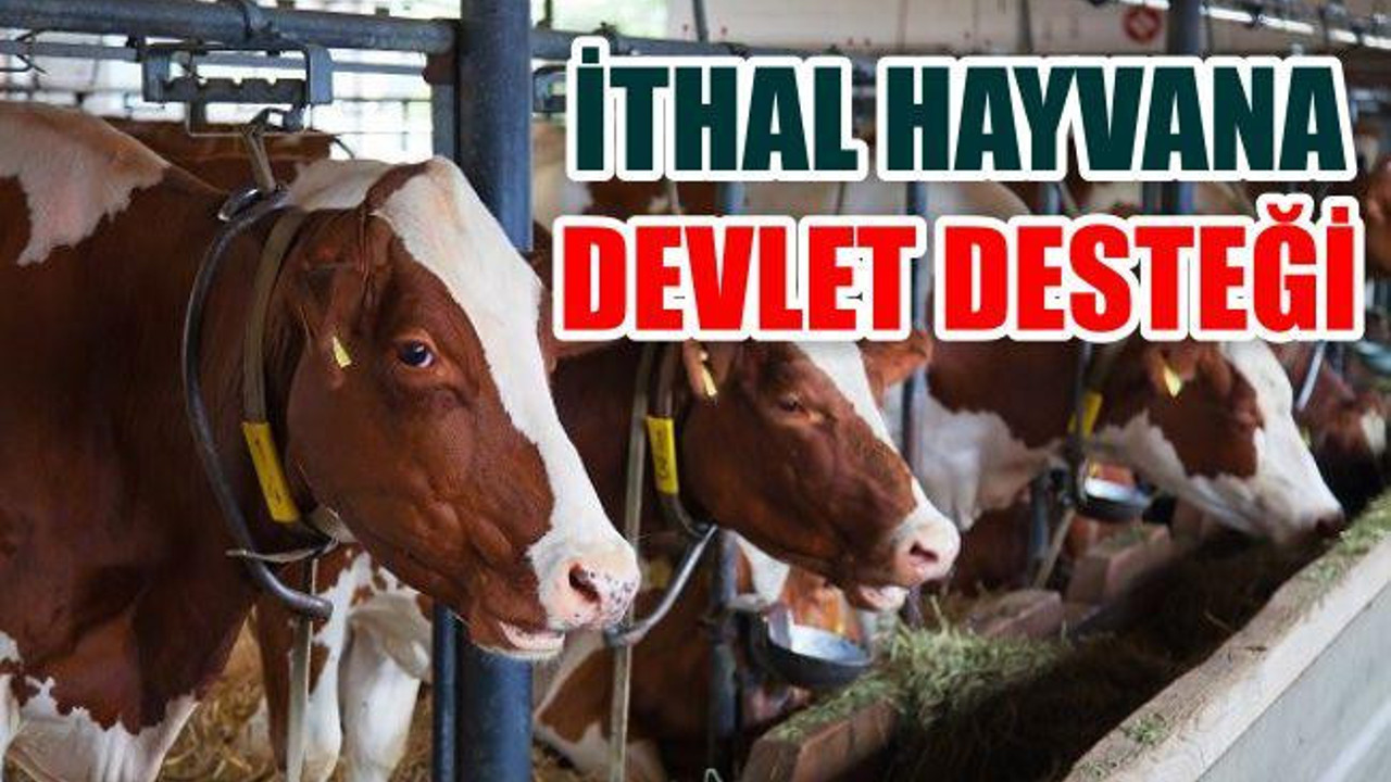 Hayvancılıkta İthalata Bütçeden ‘Milli Destek’