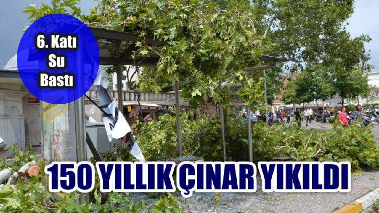 150 yıllık çınar fırtınada yıkıldı, iş merkezinin 6. katını su bastı