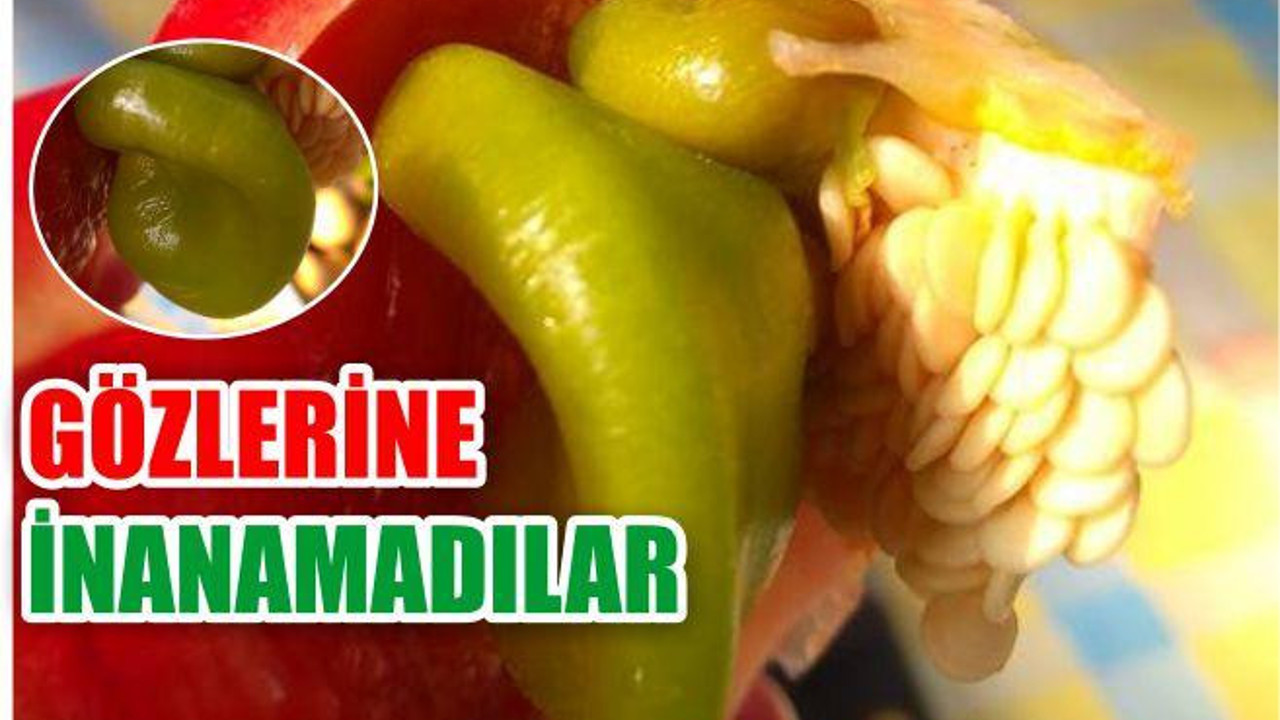 Kırmızı Biberin İçinden Yeşil Biber Çıktı