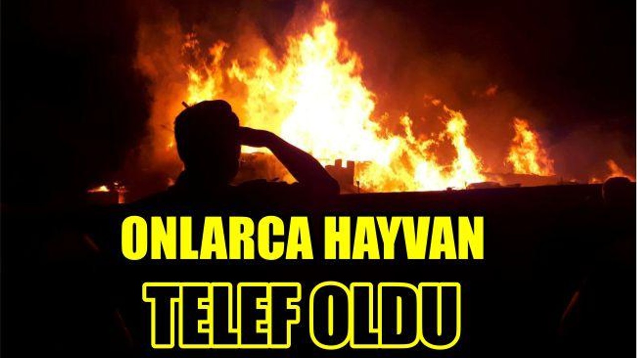 Onlarca Hayvan Telef Oldu