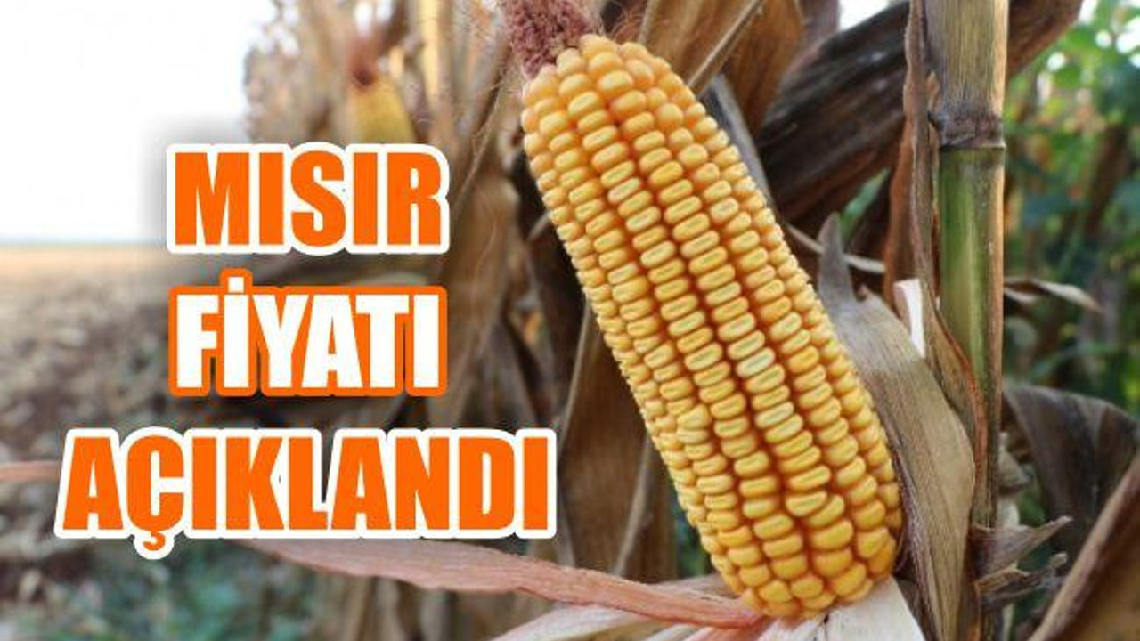 Mısır Fiyatları Açıklandı
