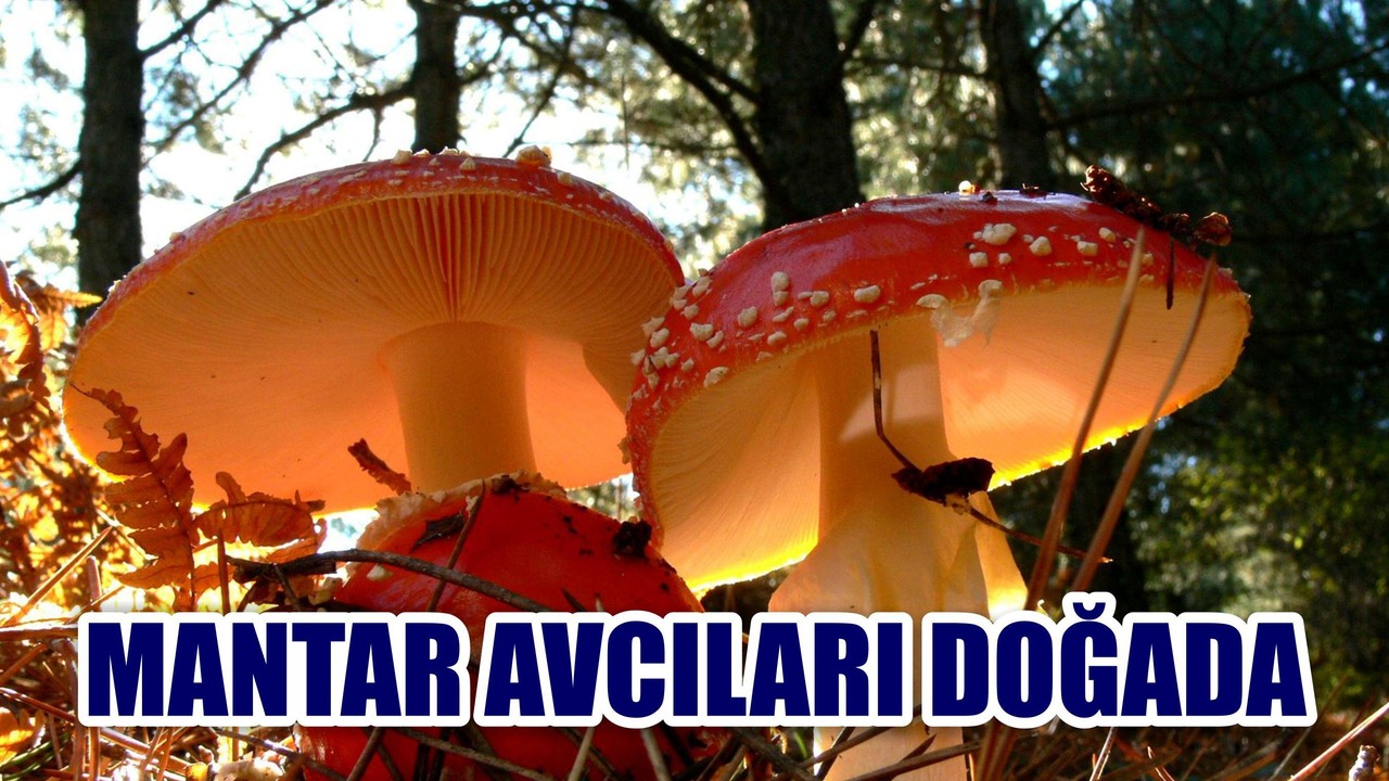 MANTAR AVCILARI DOĞADA
