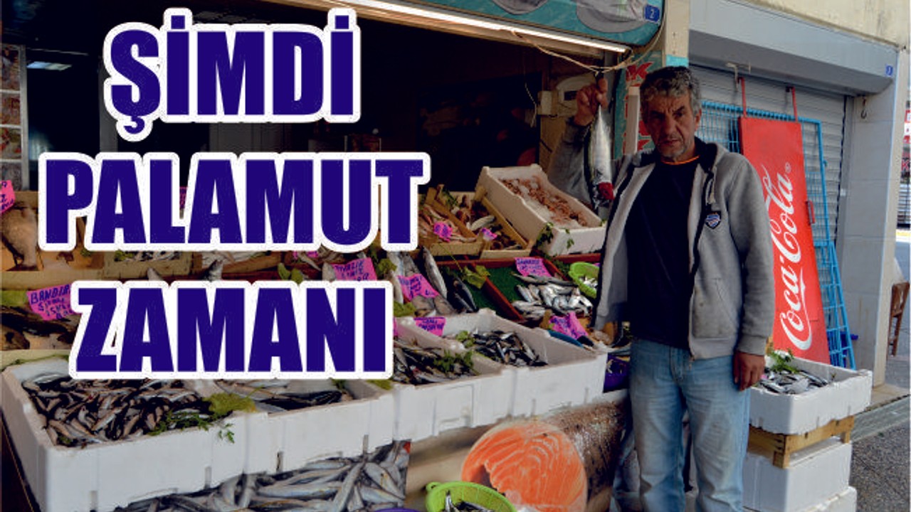 Şimdi Palamut Zamanı