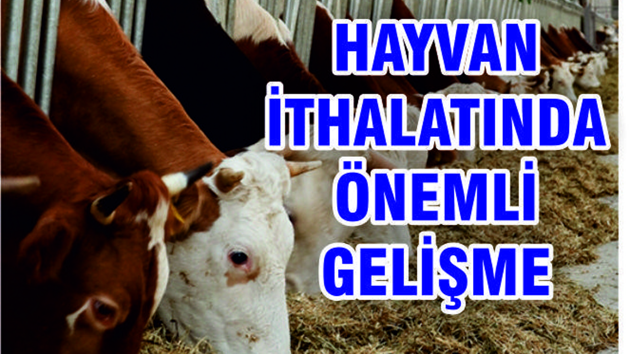 HAYVAN İTHALATININ YARISINI TEK FİRMA YAPACAK
