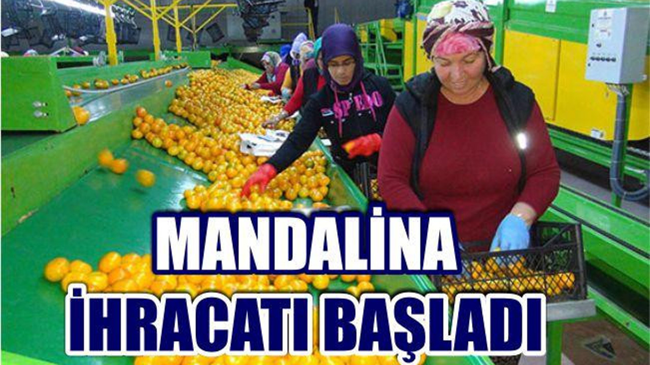 Rusya Kapıları Açtı Mandalina İhracatı Başladı