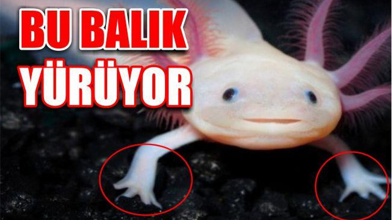 İŞTE YÜRÜYEN BALIK