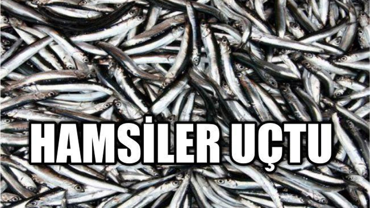 HAMSİ UÇTU