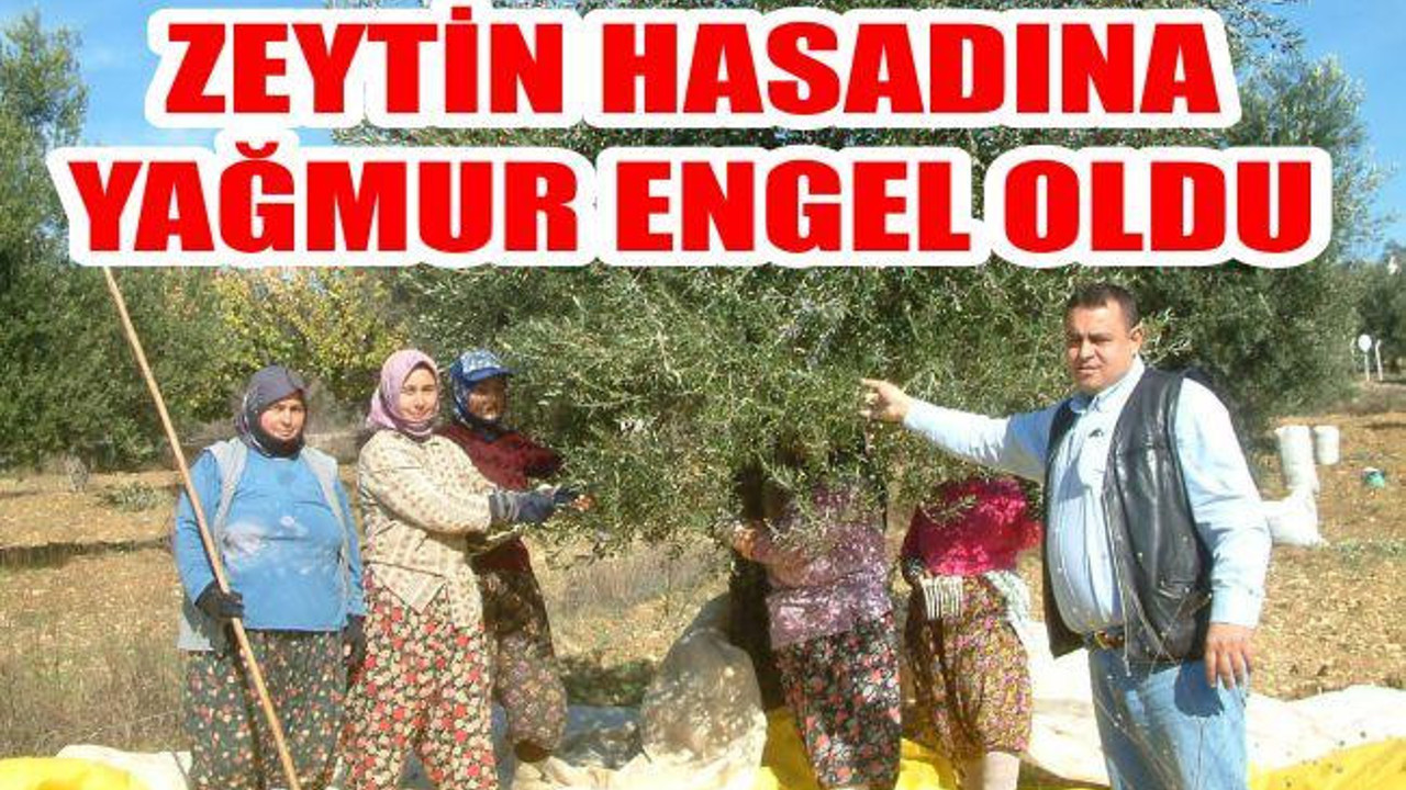 ZEYTİN HASADINA YAĞMUR ENGEL OLDU