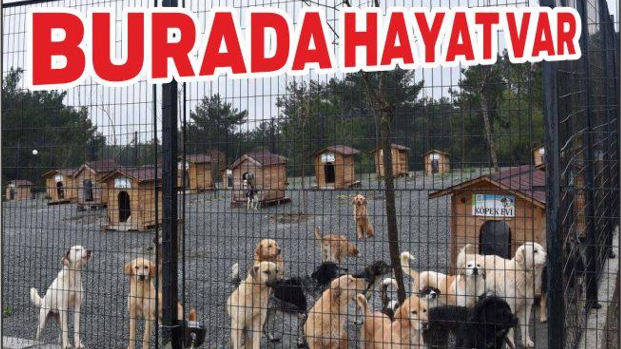 BURADA HAYAT VAR