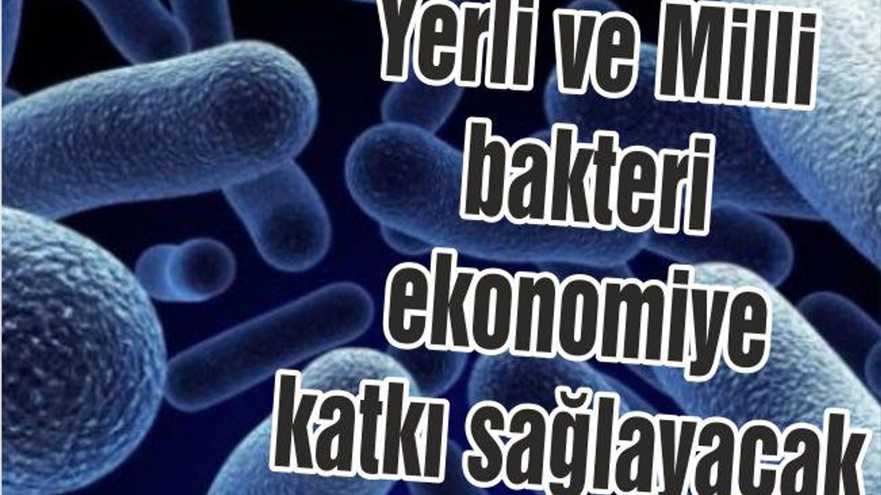 Yerli ve millî bakteri ekonomiye katkı sağlayacak