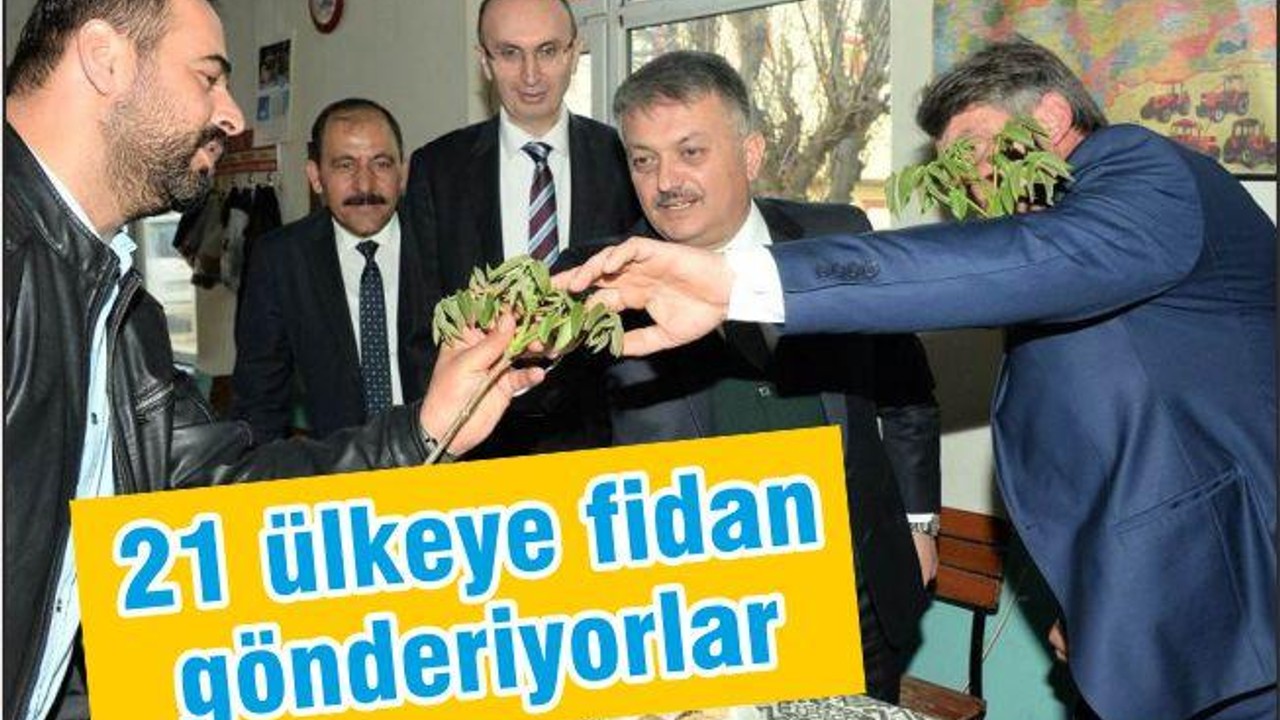 1 MİLYON CEVİZ FİDANI 25 ÜLKEYE İHRAÇ EDİLDİ