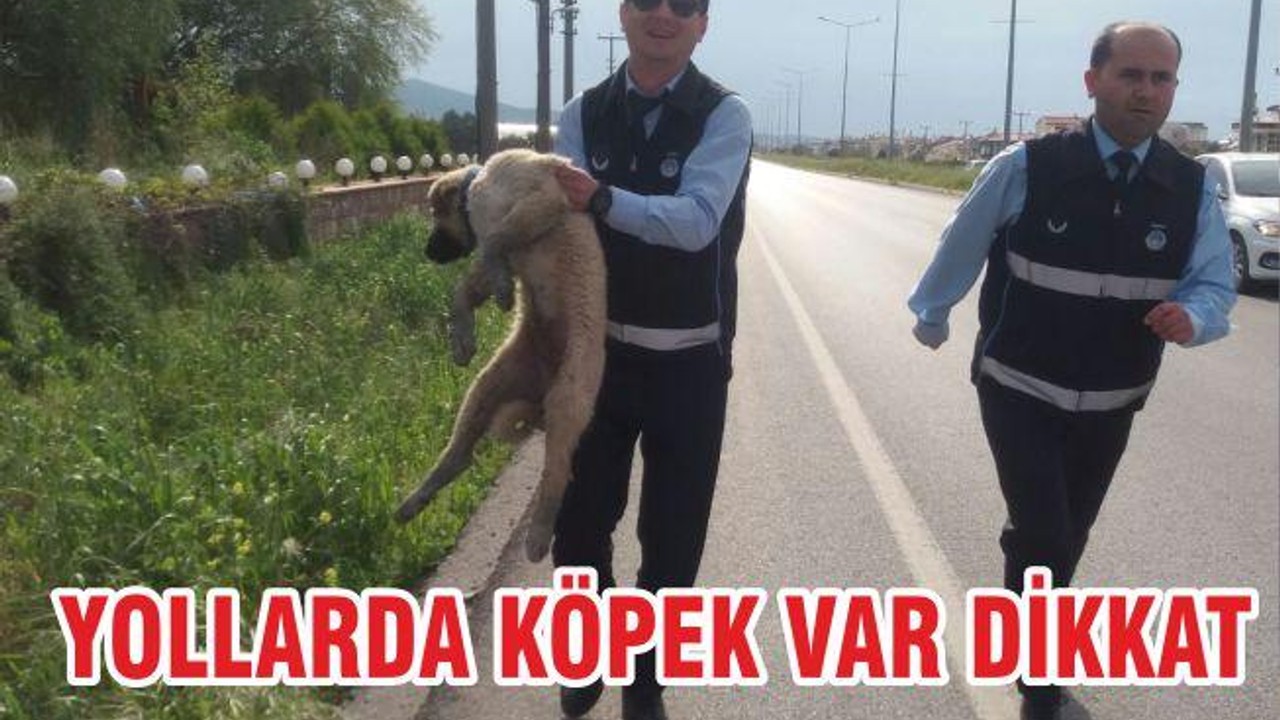 YOLLARDA KÖPEK VAR DİKKAT!