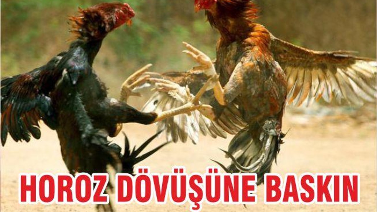 HOROZ DÖVÜŞÜNE BASKIN