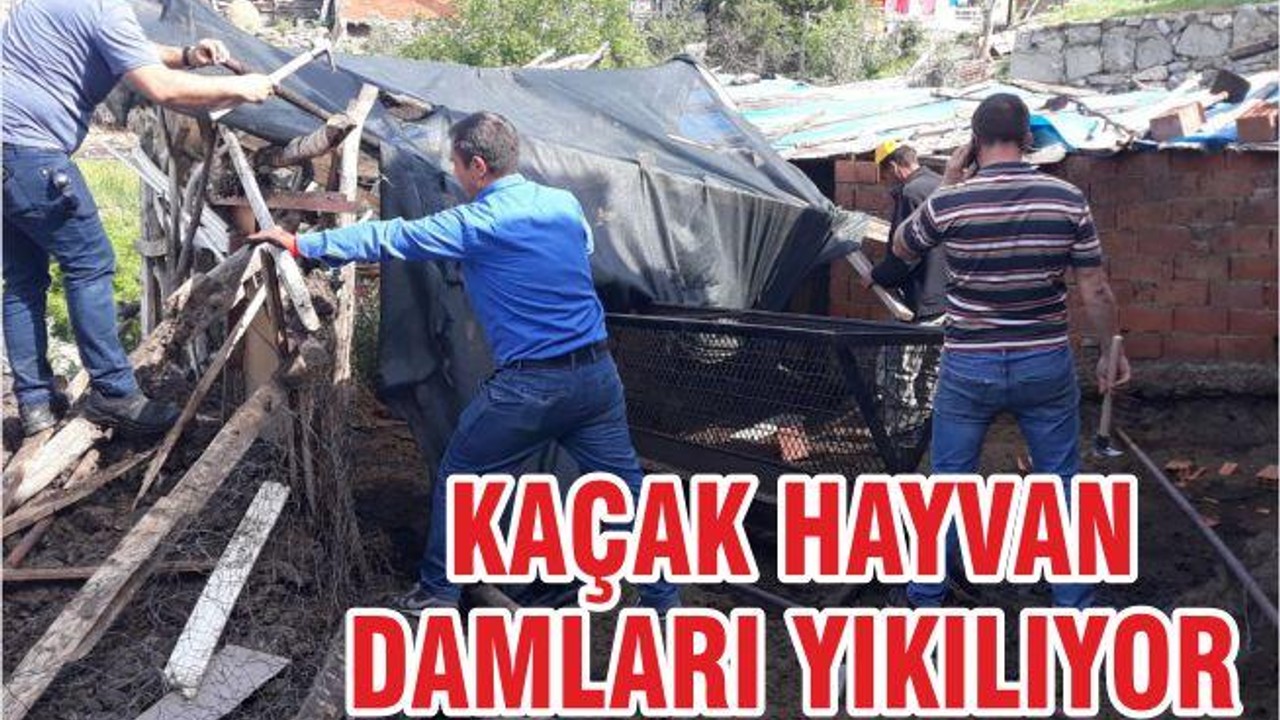 KAÇAK HAYVAN DAMLARI YIKILIYOR