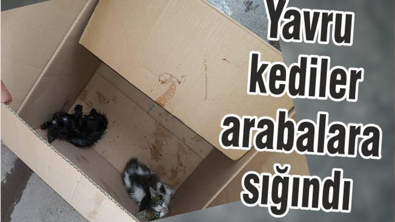 YAVRU KEDİLER ARABALARA SIĞINDI