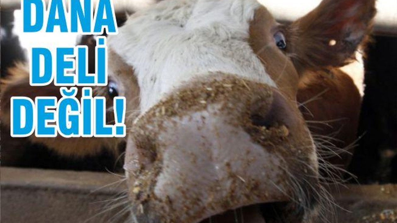 DANA DELİ DEĞİL!
