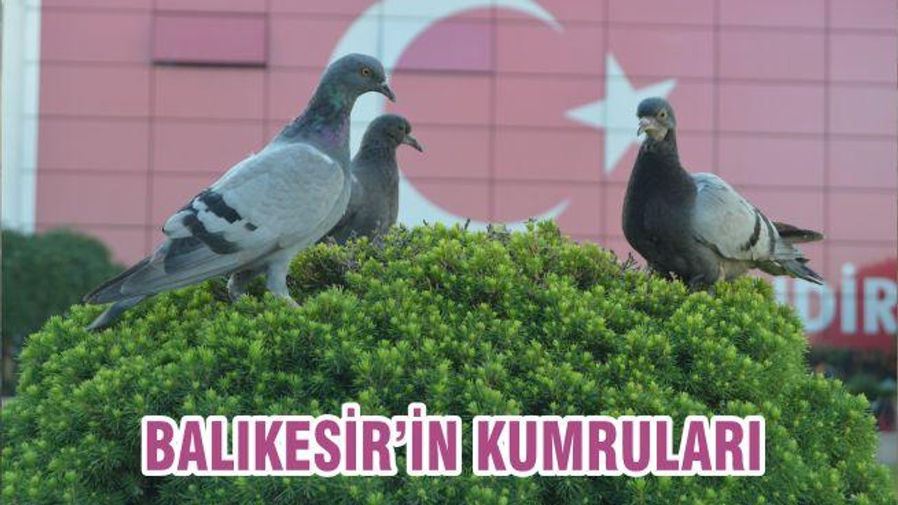 BALIKESİR’İN KUMRULARI
