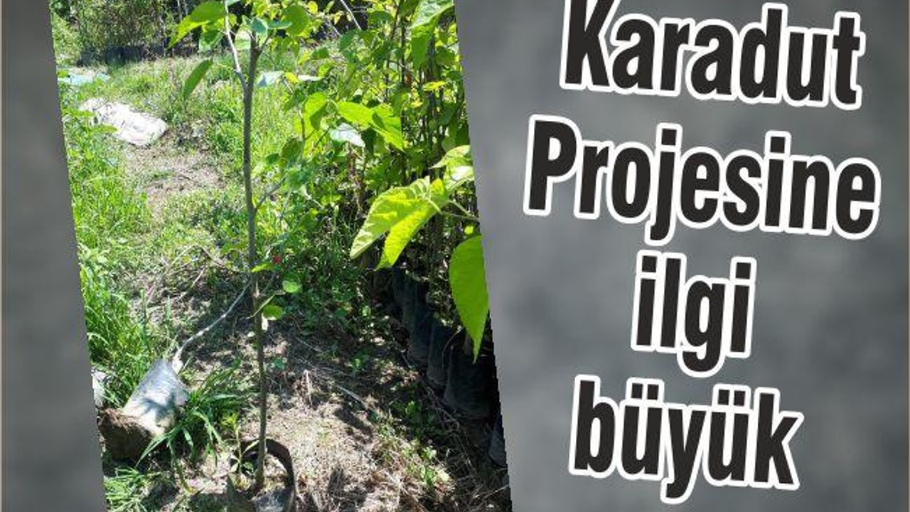KARADUT PROJESİNE İLGİ BÜYÜK