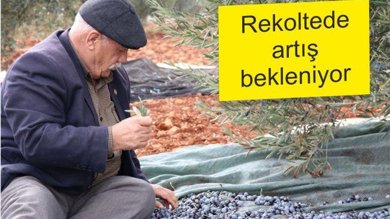 REKOLTEDE ARTIŞ BEKLENİYOR