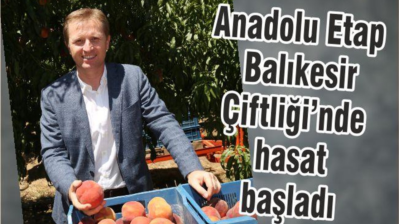 Anadolu Etap Balıkesir Çiftliği’nde hasat başladı