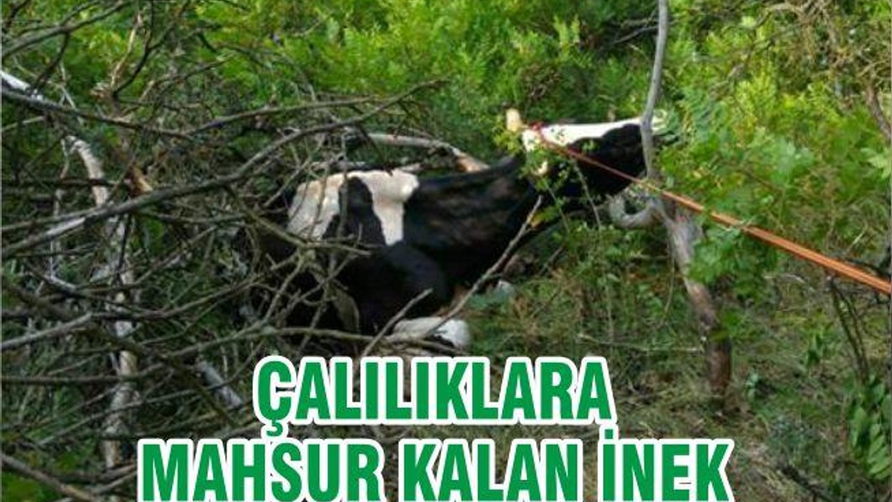 ÇALILIKLARA MAHSUR KALAN İNEK