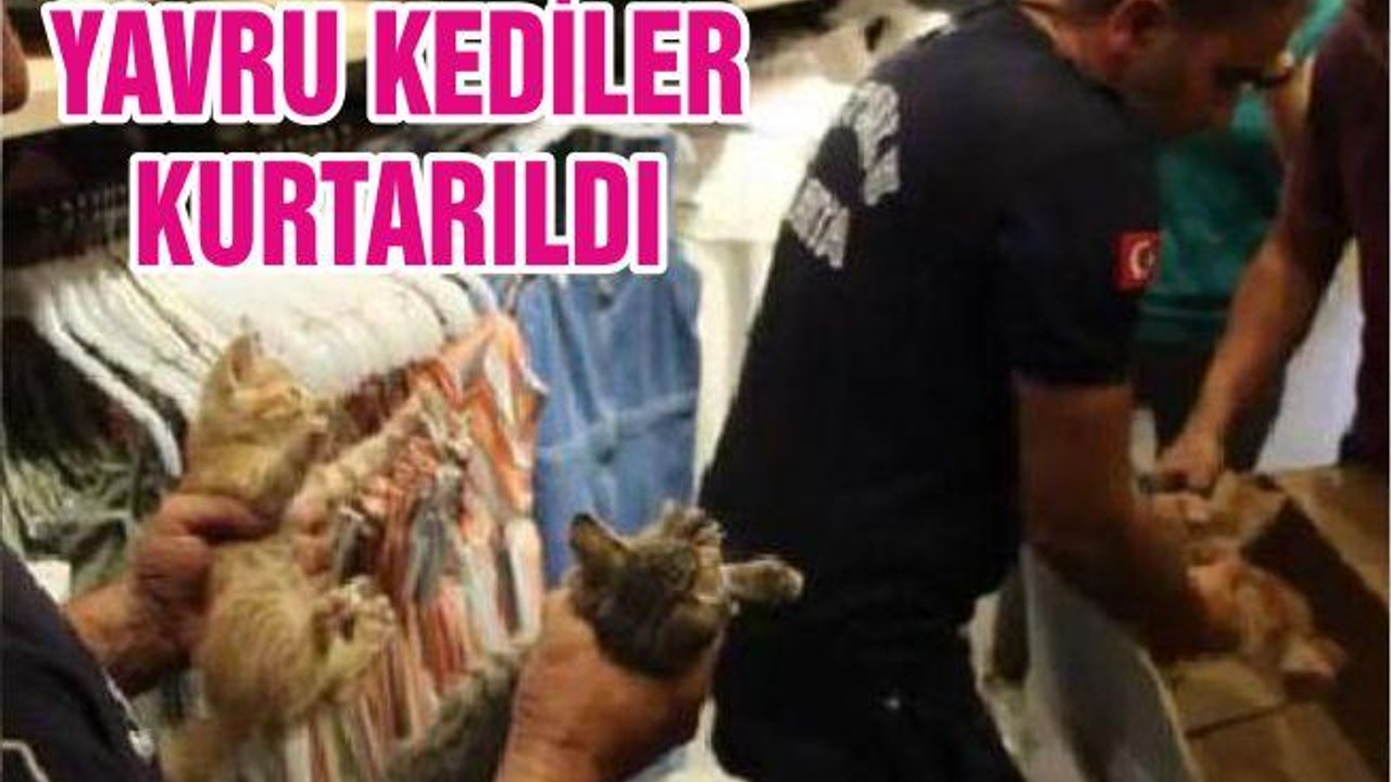 YAVRU KEDİLER KURTARILDI