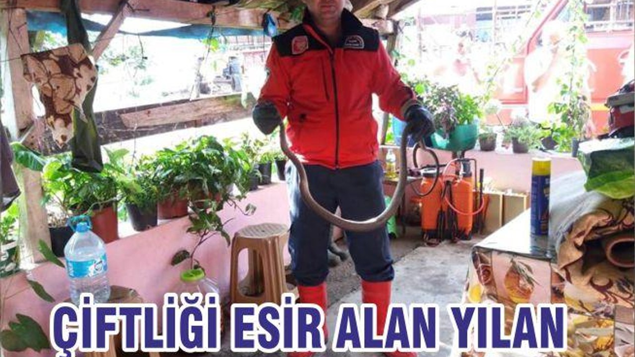 ÇİFTLİĞİ ESİR ALAN YILAN