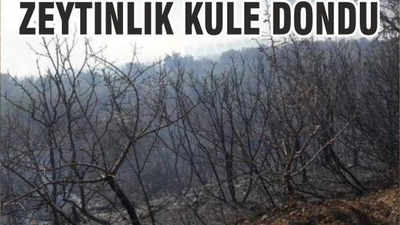 ZEYTİNLİK KÜLE DÖNDÜ