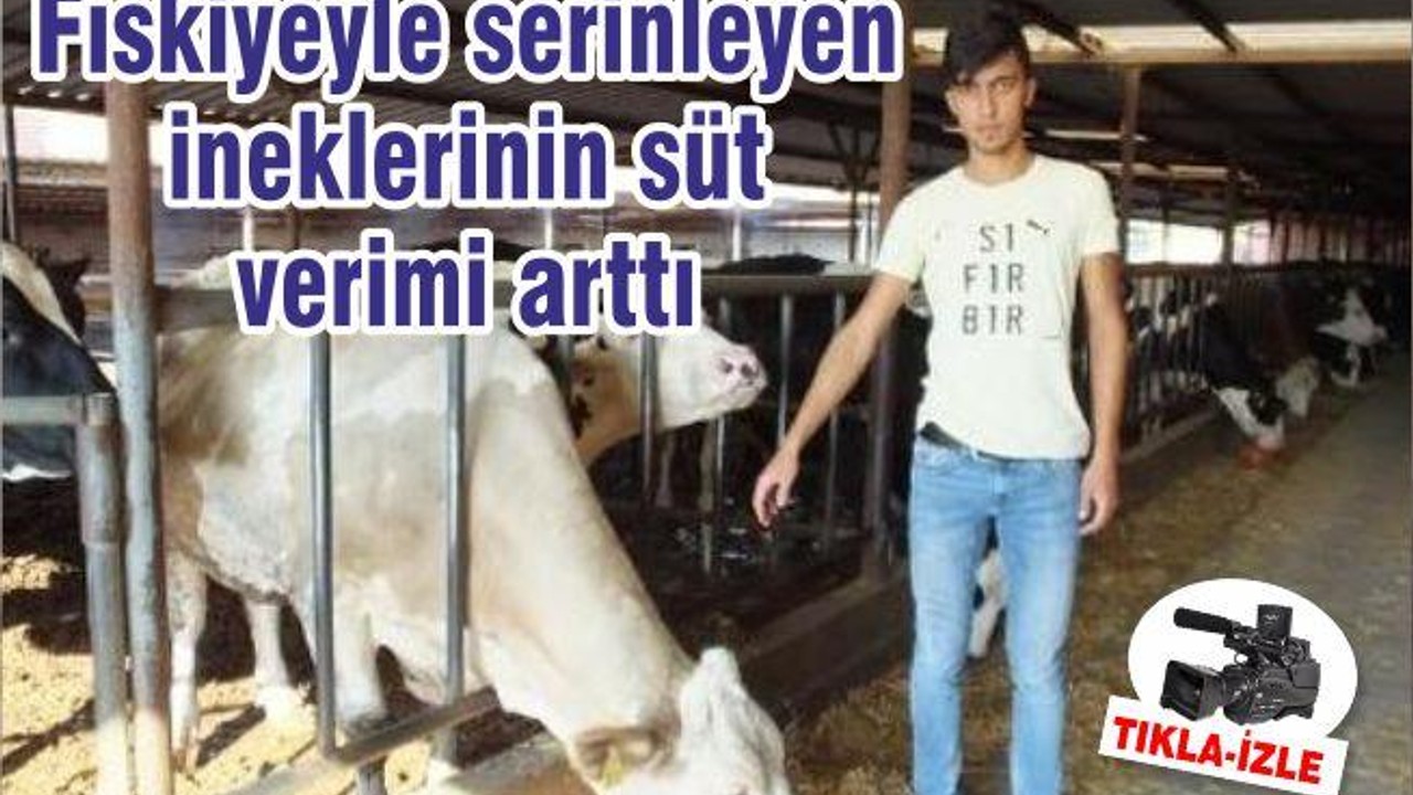 Fıskiyeyle serinleyen ineklerinin süt verimi arttı