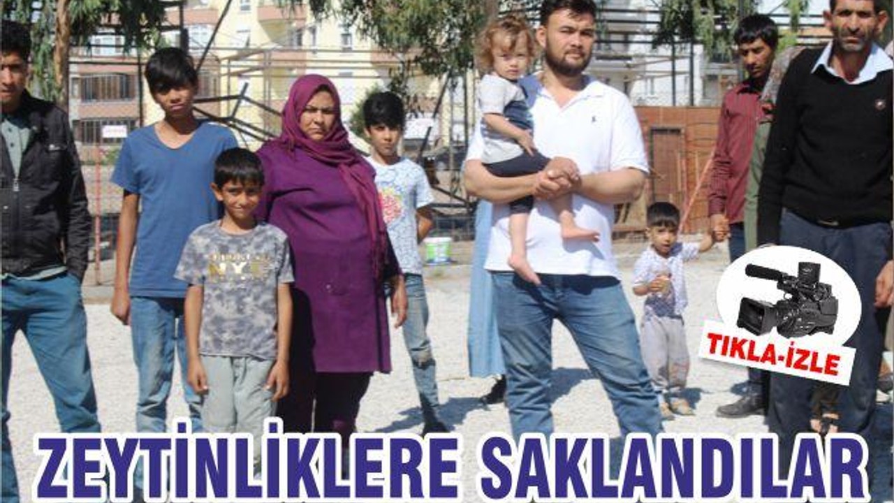 ZEYTİNLİKLERE SAKLANDILAR