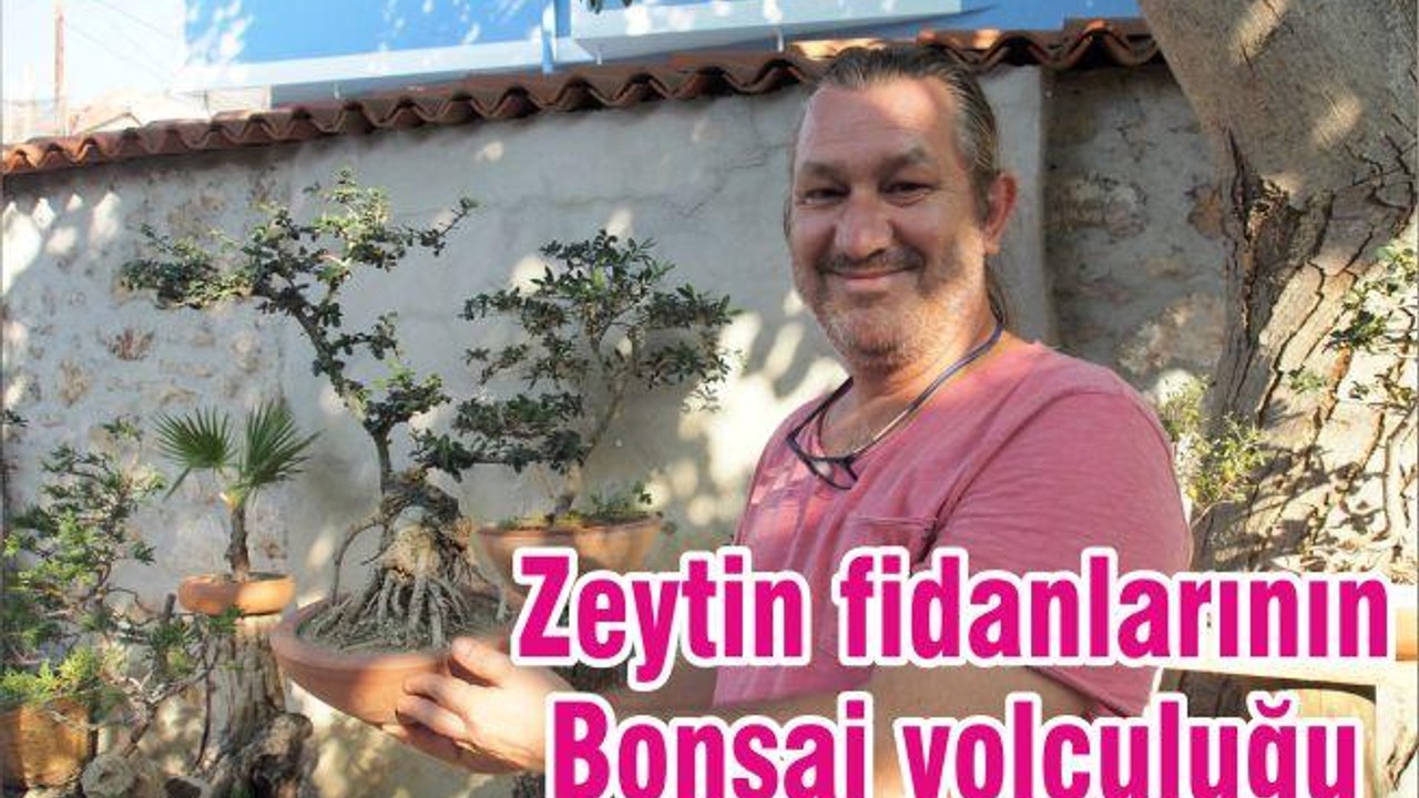 Zeytin fidanlarının Bonsai yolculuğu
