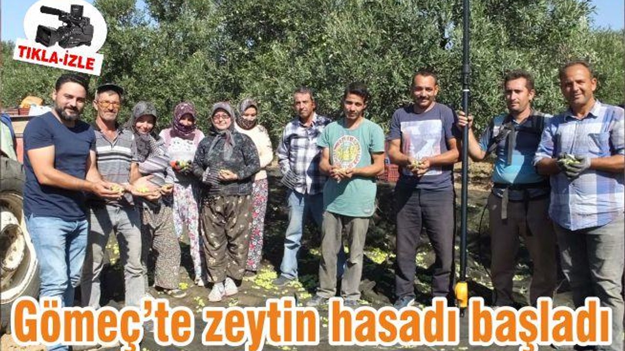 Gömeç’te zeytin hasadı başladı